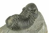 Large, Austerops Trilobite - Visible Eye Facets #255600-4